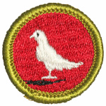 Pigeon Raising 1969 - 71